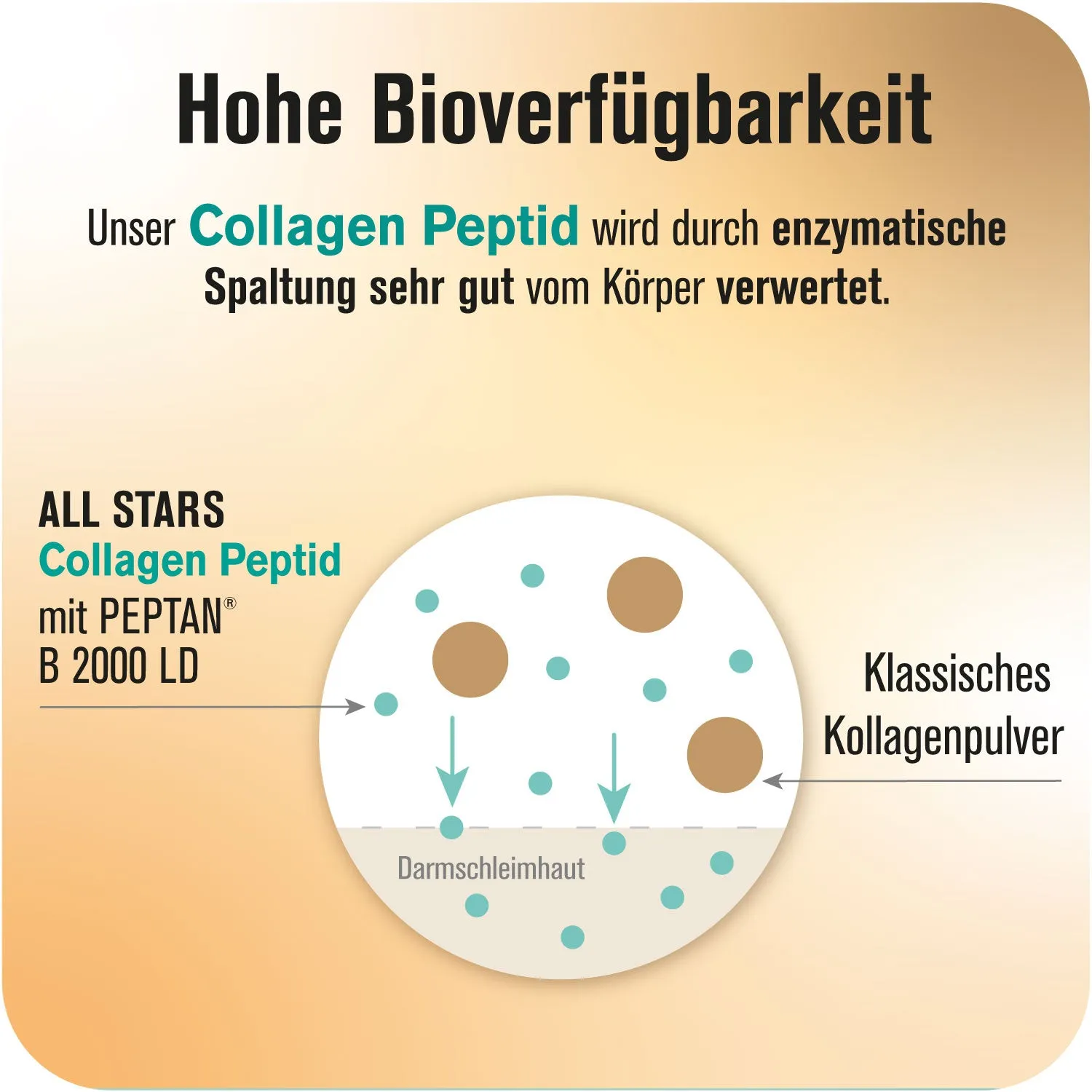 AllStars Collagen Peptides poudre 300 g bovin neutre